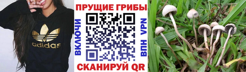 Купить где  Вельск  Галлюциногенные грибы Psilocybe 